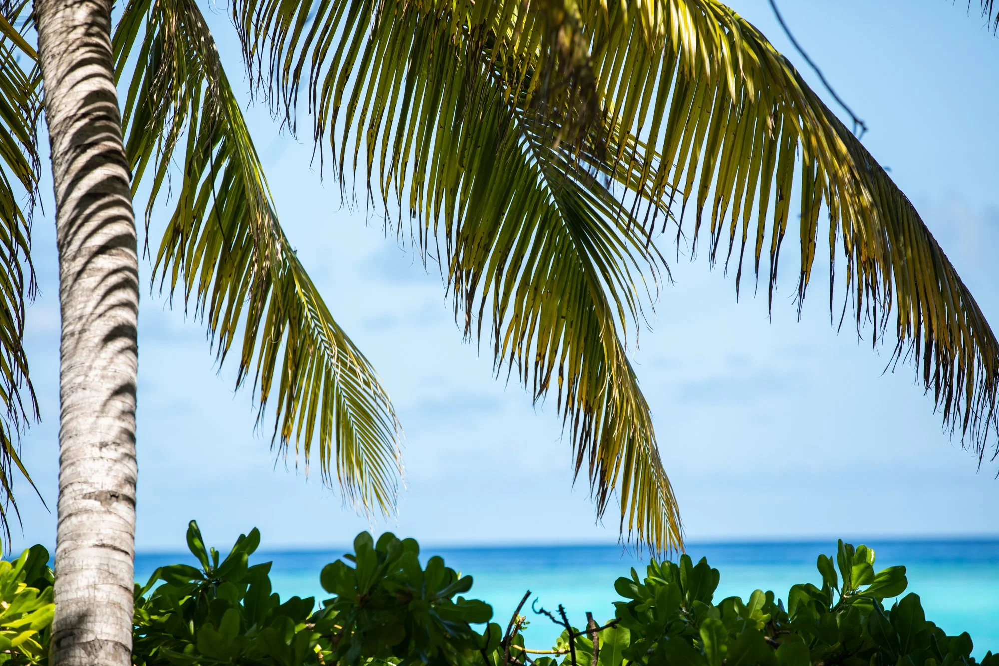 MALDIVES_REEL-3.jpg