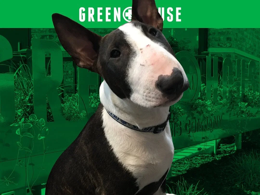 The Greenhouse Of Walled Lake Oakland County S Premier Recreational Medical Dispensary