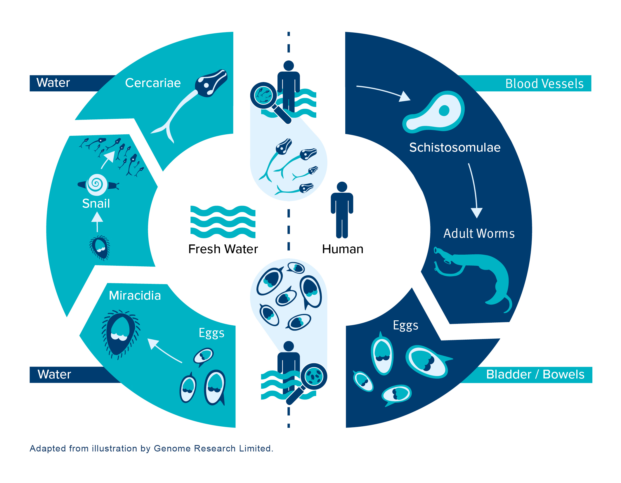 Schistosomiasis (Bilharzia) SCI Foundation