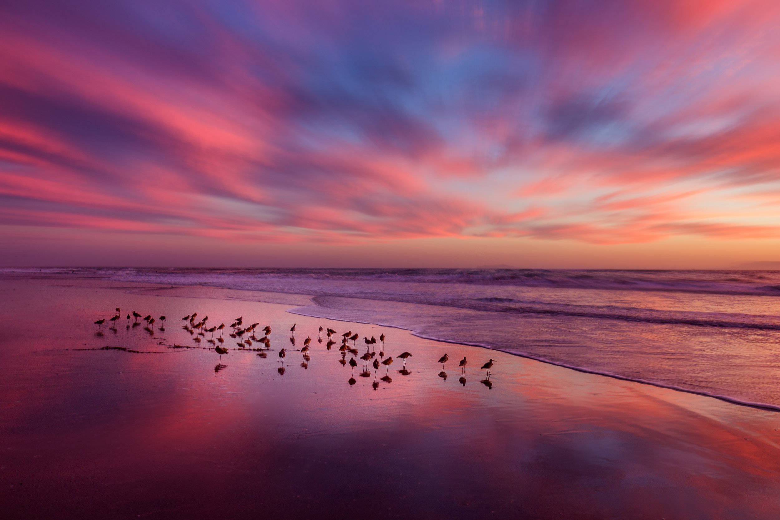 Birdies on the Beach