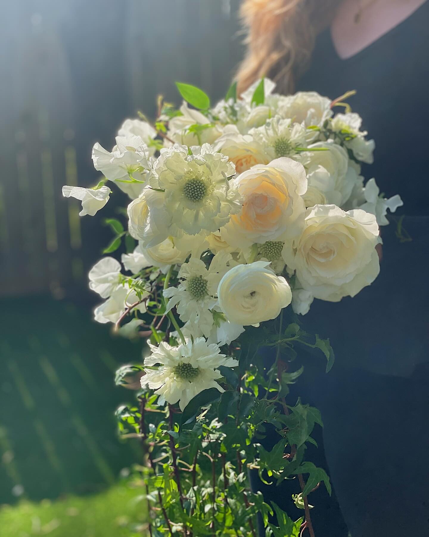 Soaking up all the morning light with Destiny&rsquo;s cascading bridal bouquet!
.
.
.
.
.
 #austinwedding #atxwedding #atxbride #bridesofaustin #austinweddingflorist #austinflorist #austinfloral #austinfloraldesign #atxweddingflorist #weddingflowers 