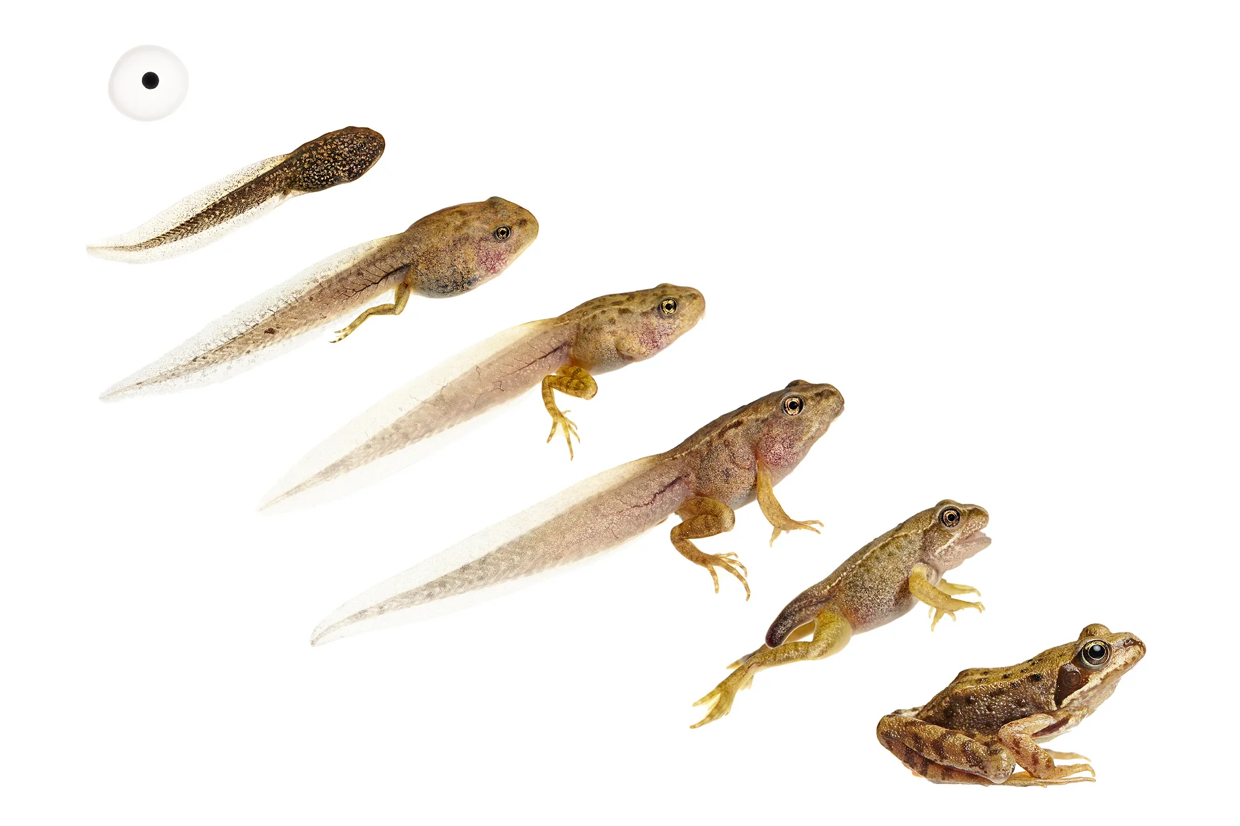 0016_Frog Life Cycle-1.jpg