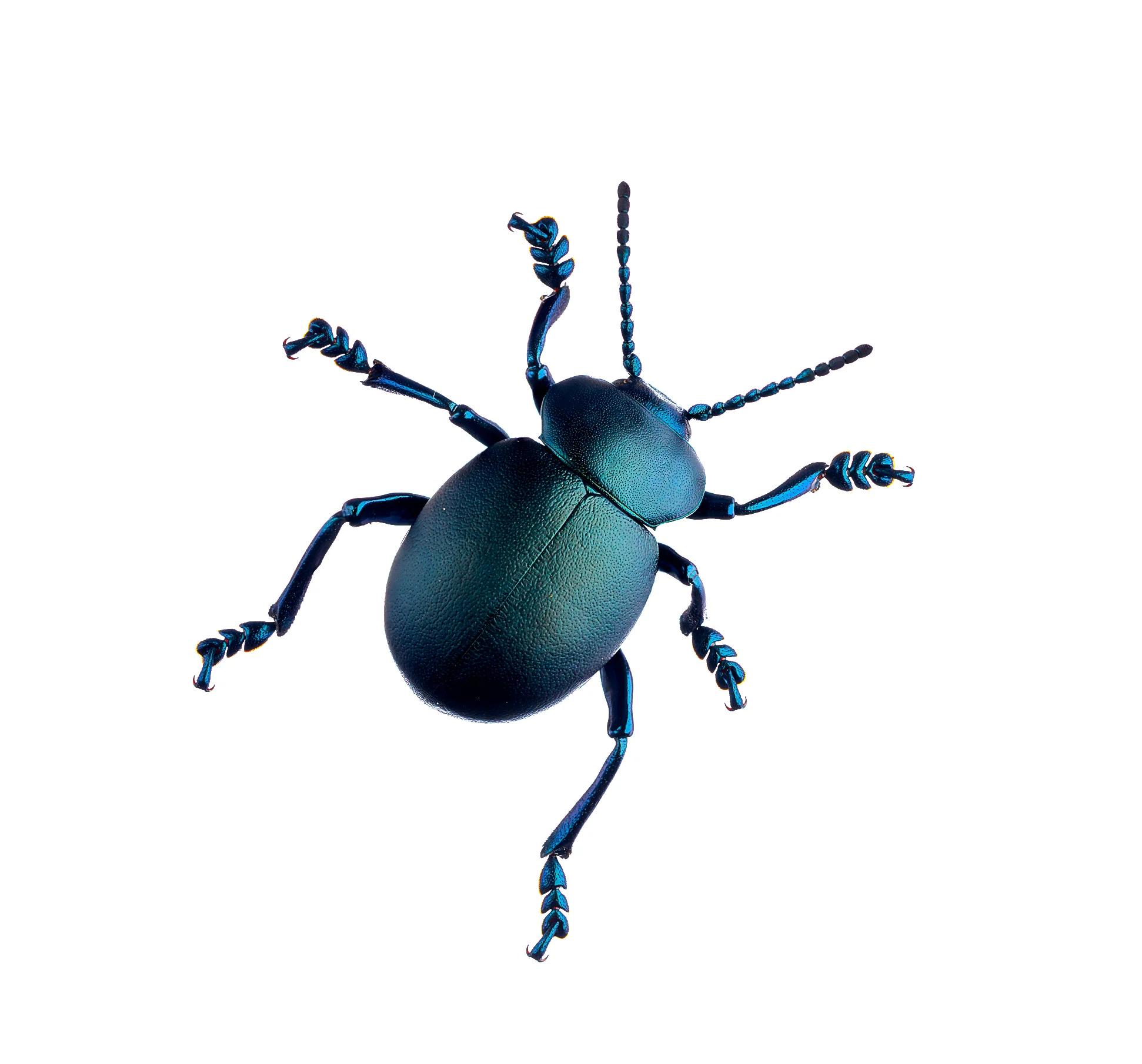 0001_web_Beetle stack copy.jpg