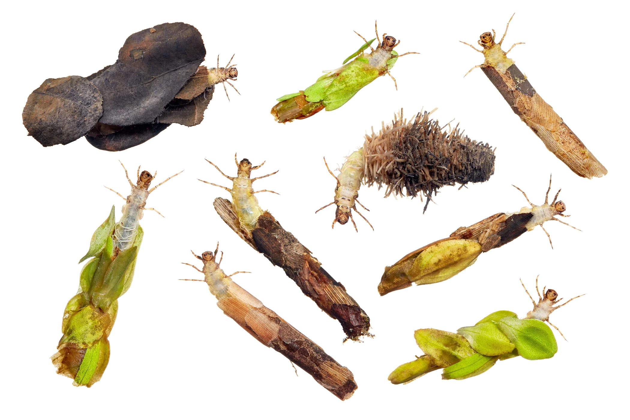 0009_web2_Caddis-fly-larva-montage.jpg