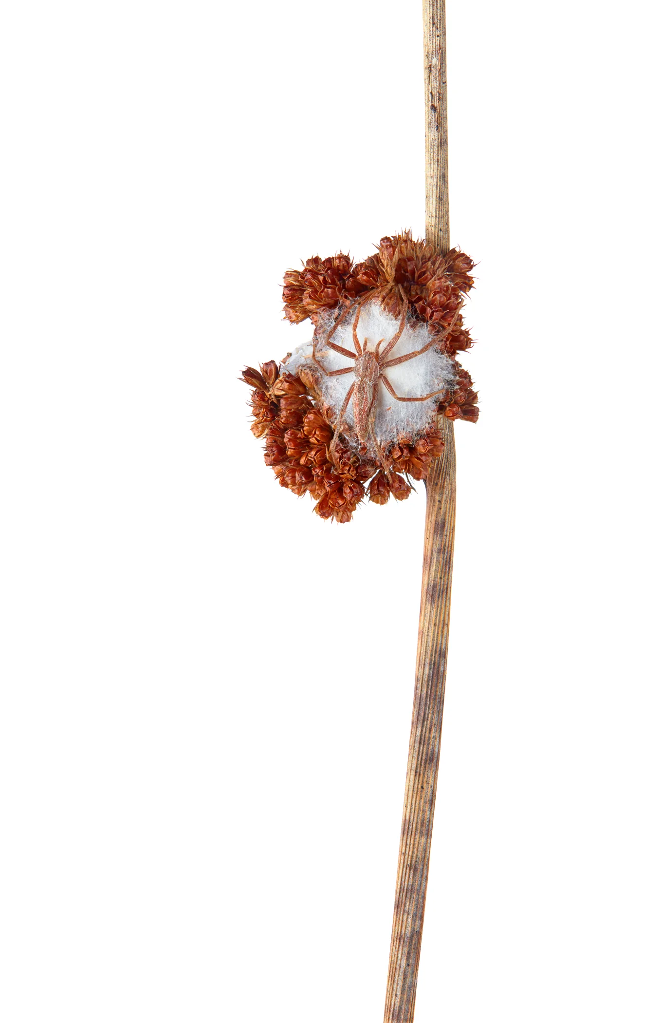 0015_Web_Spider-on-egg-sac.jpg