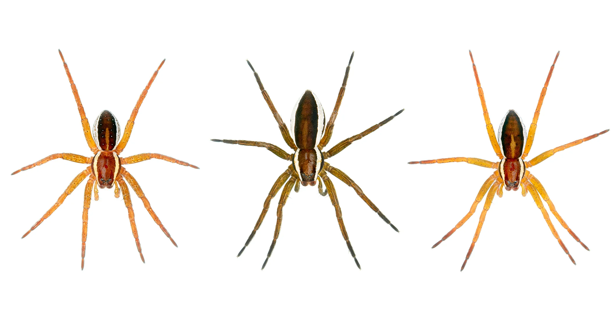 0025_web_Raft-spider-stip-3.jpg