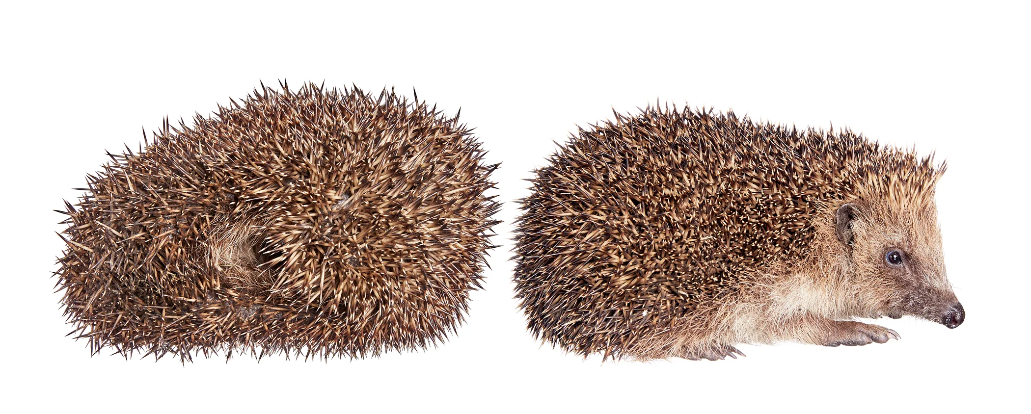 0027_web_Hedgehog.jpg