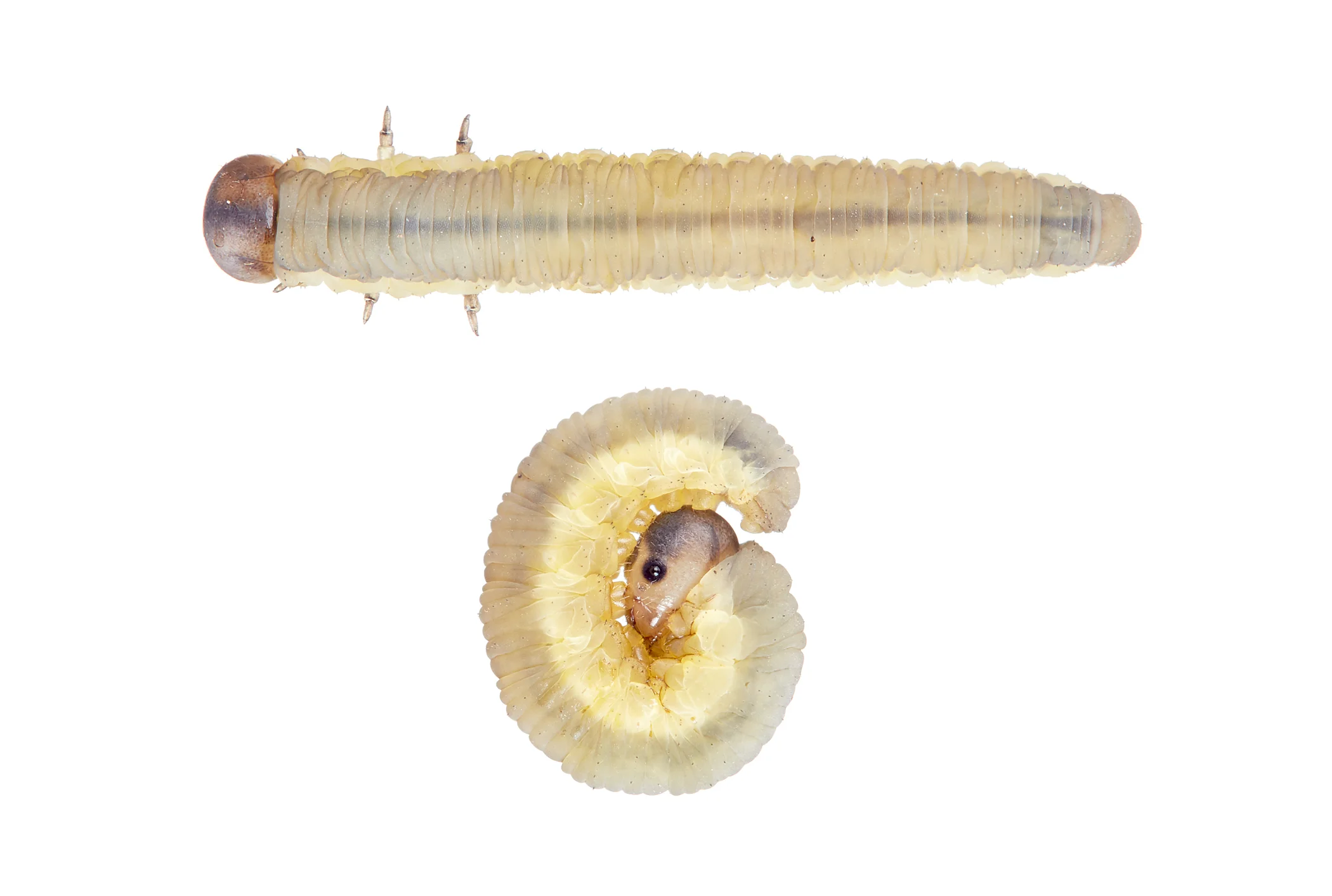 0033_web_Caterpilla-together.jpg