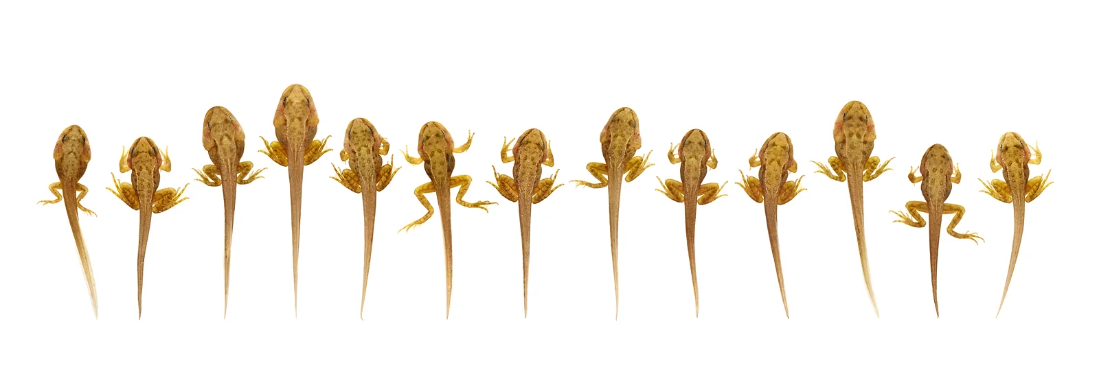 0068_web_Tadpoles.jpg