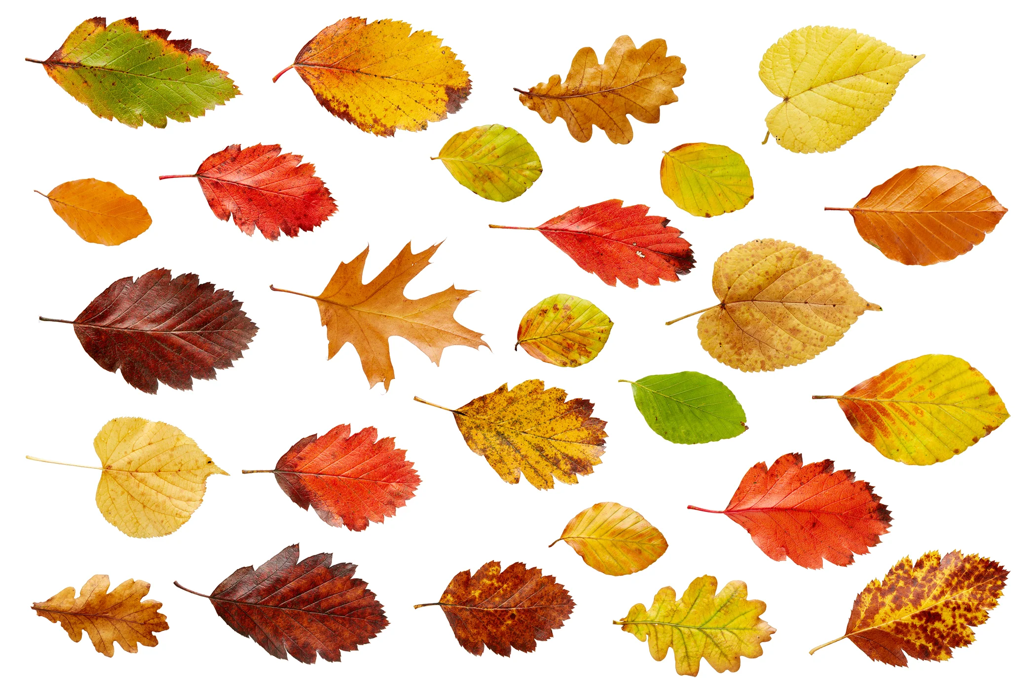 0167_web-3-Autumn-Leaves.jpg