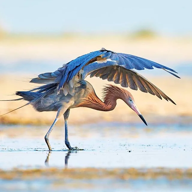 The reddish egret is one of my favourite birds to photograph in Florida. They are very elegant in how they hunt for food. They use their wings like a parasol to shade the water in order to see through the surface reflection.

To get the picture I had