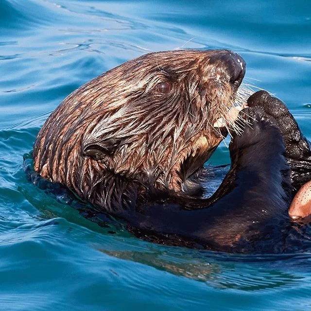 A sea otter doing what they do best.
Most of the time this otter would surface with mussels but on this occasion it found a crab - which made for a more pleasing photo.

#california #ottersofinstagram #otter #crablegs #seaotter #cuteanimals #chillin 