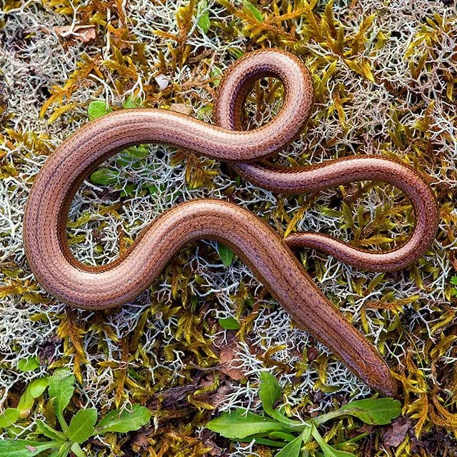Slow-worms always make interesting shapes. By diffusing the light you can emphasise the contours of their smooth scaled bodies. #dorset #heathland #dorsetheathland #reptiles #hasselblad #hasselbladx1d #xcd90 #x1d50c #naturephotography