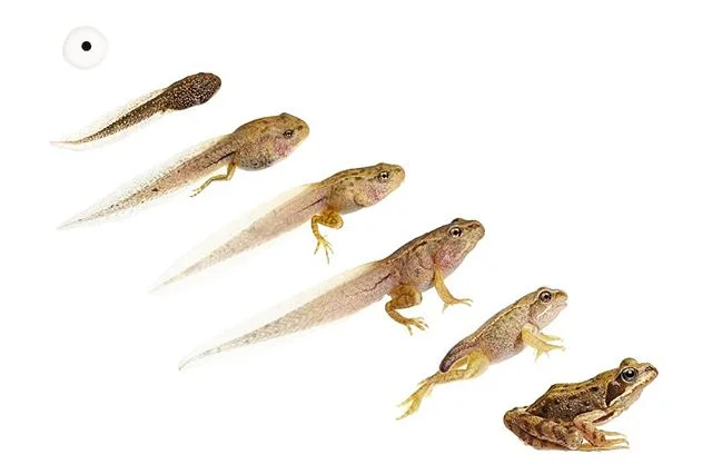 I have been documenting the life cycle of a frog on and off for a few years. Every year you get small window of opportunity to document a stage or a few stages of the cycle. If you miss it, you have to wait another year until that particular stage co