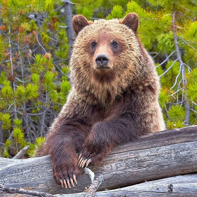 Just chillin' - Grizzly bear - Yellowstone National Park

#yellowstonenationalpark #bearsofinstagram #grizzlybear #justchillin #wildlifetravel #wildlifephotography #animalschillin #naturelovers #wildtravel #chill #yellowstonewildlife #wilderness