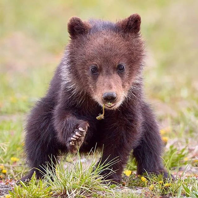 I felt lucky enough to see grizzly bears in the wild let alone photograph them, especially with cubs. 
#cubs #grizzlybear #grandteton #naturephotography #bears #bearsofinstagram #cute #travel #travelwild #americanwest #travelamerica #roadtrip #superc