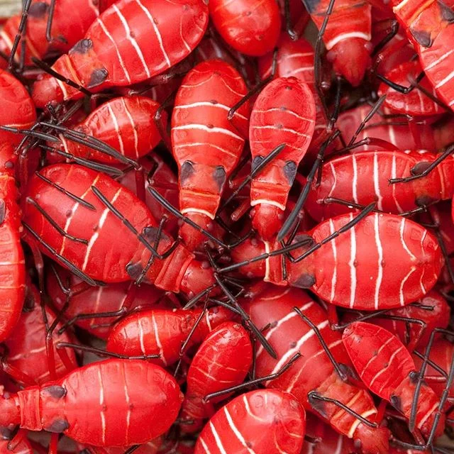 These brightly coloured insects are simply know as &quot;red bugs&quot; or &quot;cotton stainers&quot;. I photographed them back in 2010 as I passed them on a boardwalk. They seemed to rely on safety in numbers and would scatter if disturbed, before 