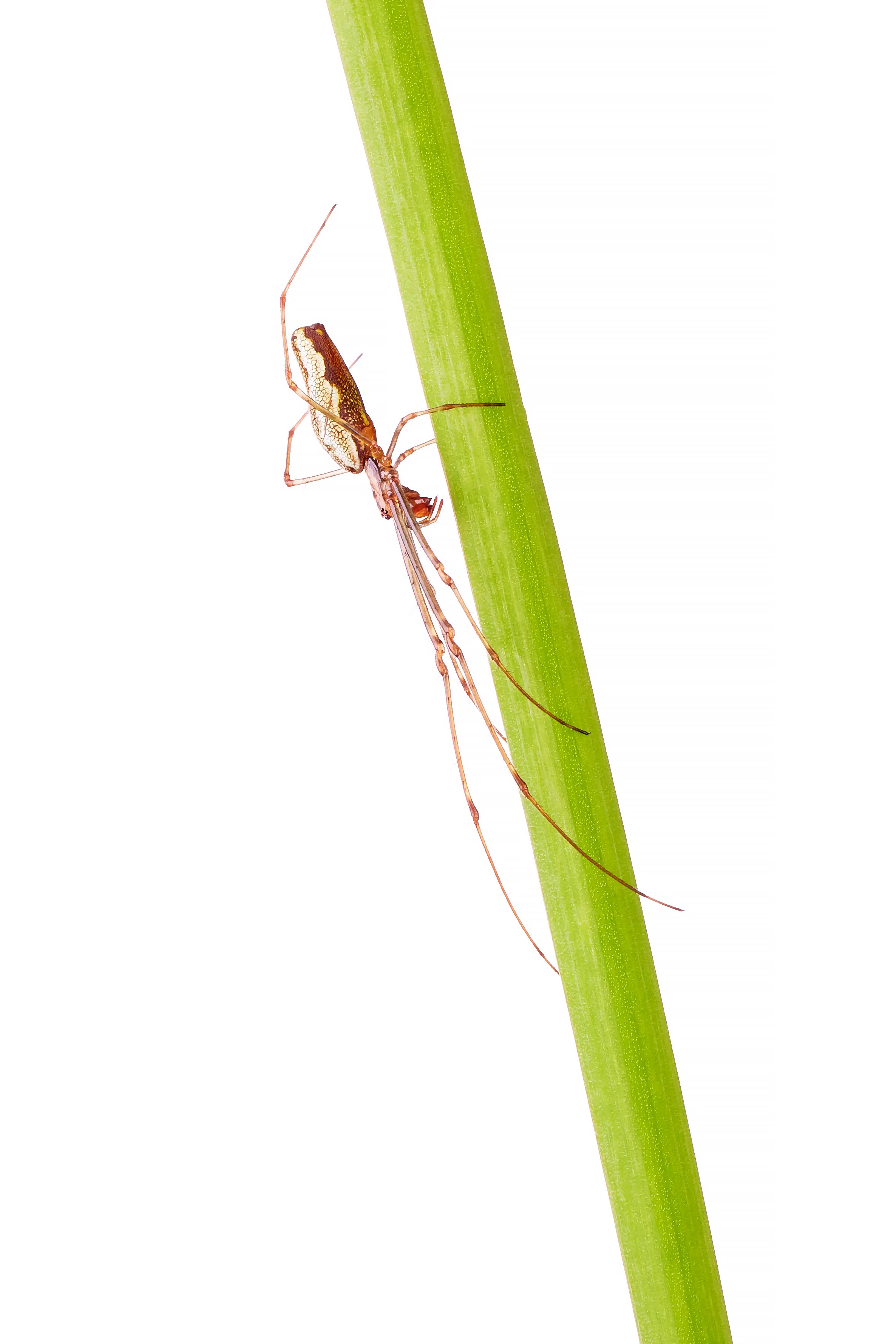Female Long-Jawed Orb Weaver - Tetragnatha montana.