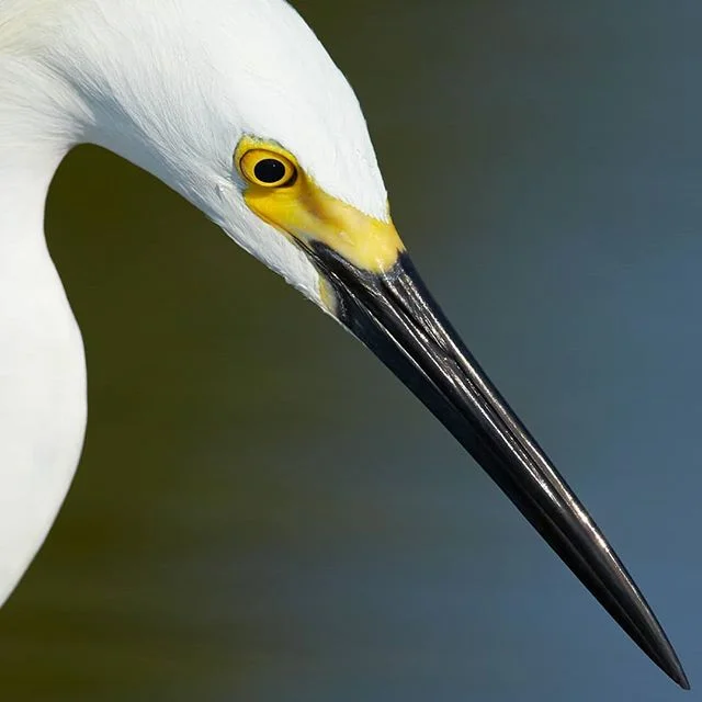 A snowy egret stands fixated on the water below, waiting for an opportunity to strike.

#floridawildlife #birds_of_instagram #florida #wildlifephotography #wildlifeperfection #canon #beautifulbirds #fortmyersbeach #focus #waiting #birdphotography #tr