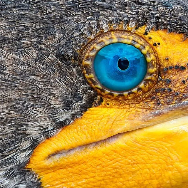 Its not often that I to get to be up close and personal with wild subjects like this double-crested cormorant. Being able to use a macro lens offers a unique perspective compared to shooting form a distance with a telephoto lens.

#wildlifeperfection