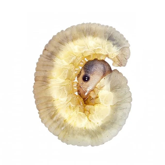 Sawfly larva - Garden, UK

#insects #insectsofinstagram #sawfly #britishwildlife #cute #cuteinsects #entomology #nature_is_beautiful #naturephotography #savetheinsects #garden #bug #amazingnature #meetyourneighbours #fieldstudio #whitebackground