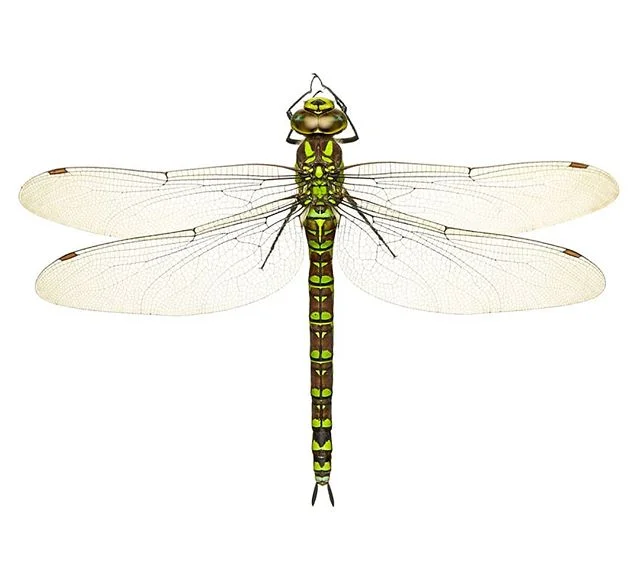 Female Southern Hawker dragonfly - Garden, UK

#insects #dragonfly #wings #natureswonder #garden #whitebackground  #bugs #pondlife #pond #britishwildlife #insect #macrophotography #myo #meetyourneighbours