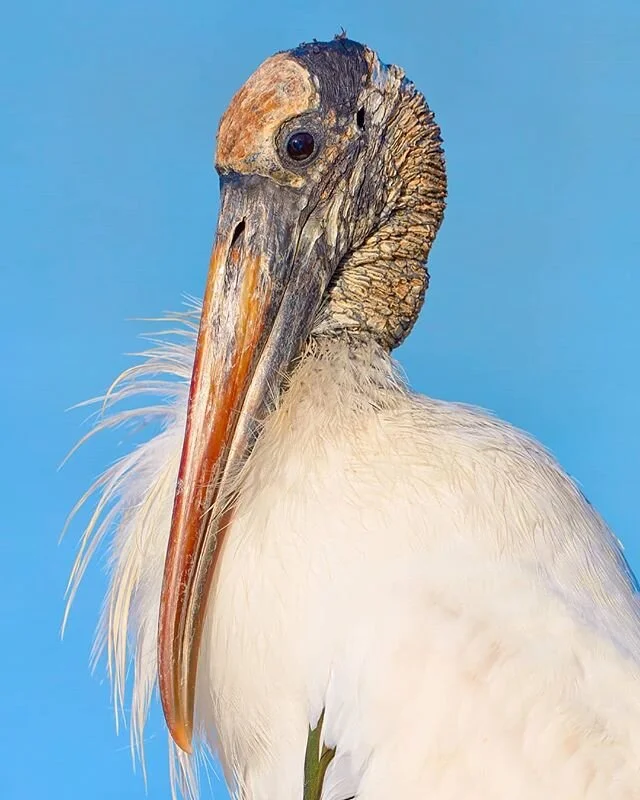 Wood Stork - Little Estero, Florida 
#audubon #birds_of_instagram #birds #natgeo #woodstork #florida #floridawildlife #birdphotography #canonphotography #canonusa #wildlifeperfection #fortmyers
