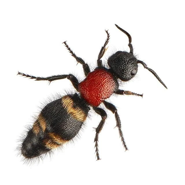 Meet the velvet ant (Mutilla europaea)- which is actually a wasp. As a parasitoid of other insects, they spend part of their lives inside the body of their host. Their hosts can range from ground dwelling bees, flies, butterflies and beetles. The fem