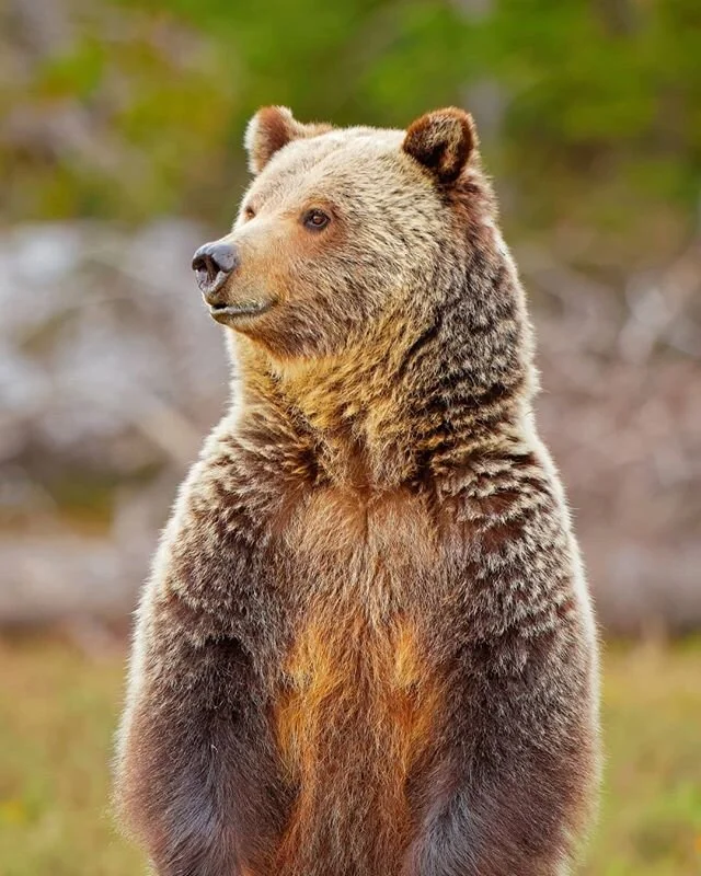 It was only a couple of miles from the park entrance before I encountered my first wild  grizzly bear. The image shows a mother grizzly bear standing upright to watch her two cubs safely cross the road. 
Taken with a Canon 500mm lens and a 1.4 tele c