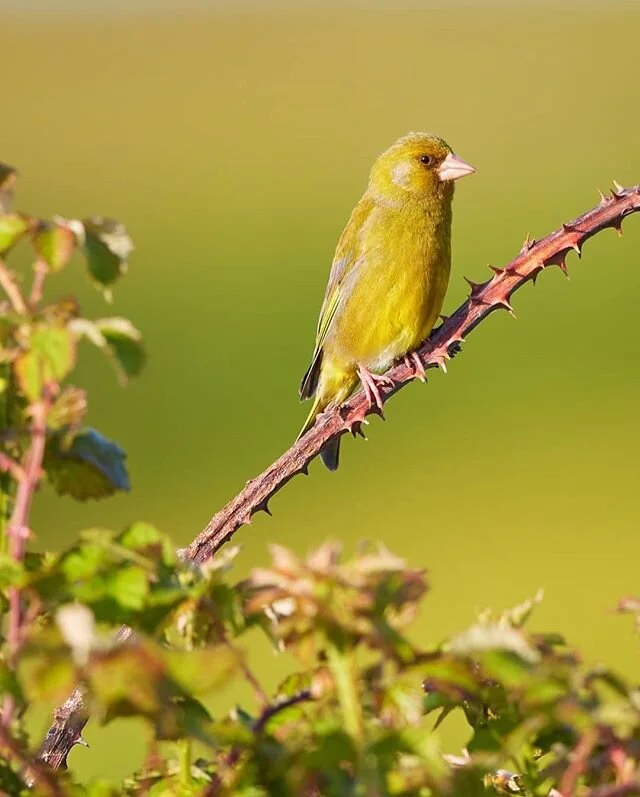 I have spent the last few mornings @hengistburyhead photographing the wide variety of birdlife that you can see there. The crisp morning light just after sunrise really helps to bring colours to life, such as this adult male greenfinch perched on bra