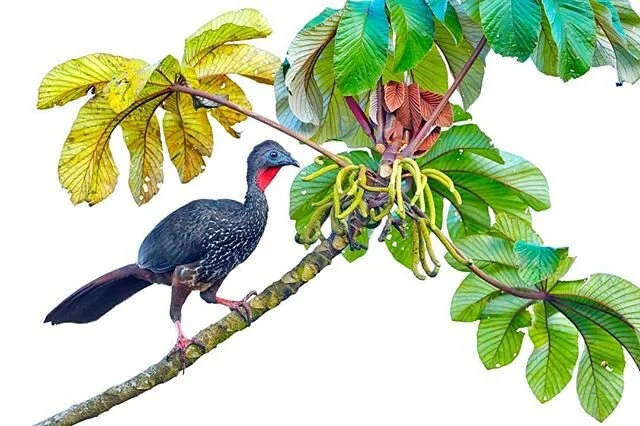Most of my white background images are photographed using a field studio and flash. This image however, was captured using natural light and the subject was high up in the canopy of the Cloud Forest of Costa Rica. 
Similar in size to a turkey, this l