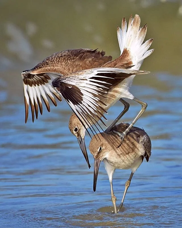 What started off as a battle of aggression seemed to evolve into a display of artistic poses. These two Willets fought in the shallow water, totally unaffected by the beach goers that walked close by. It's not often that you get to photograph such a 