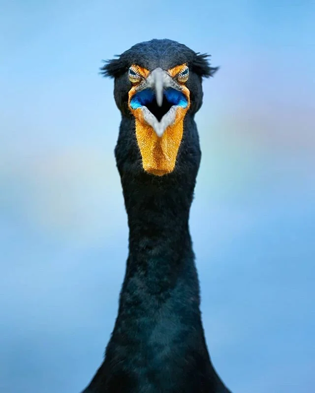 Not one to win the prettiest bird category! This Double-crested cormorant sat at the waterside after gorging itself on fish. As some birds in warmer climates are unable to sweat or pant in hot weather, they open their mouths and flutter their upper t