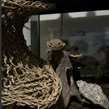 Rango