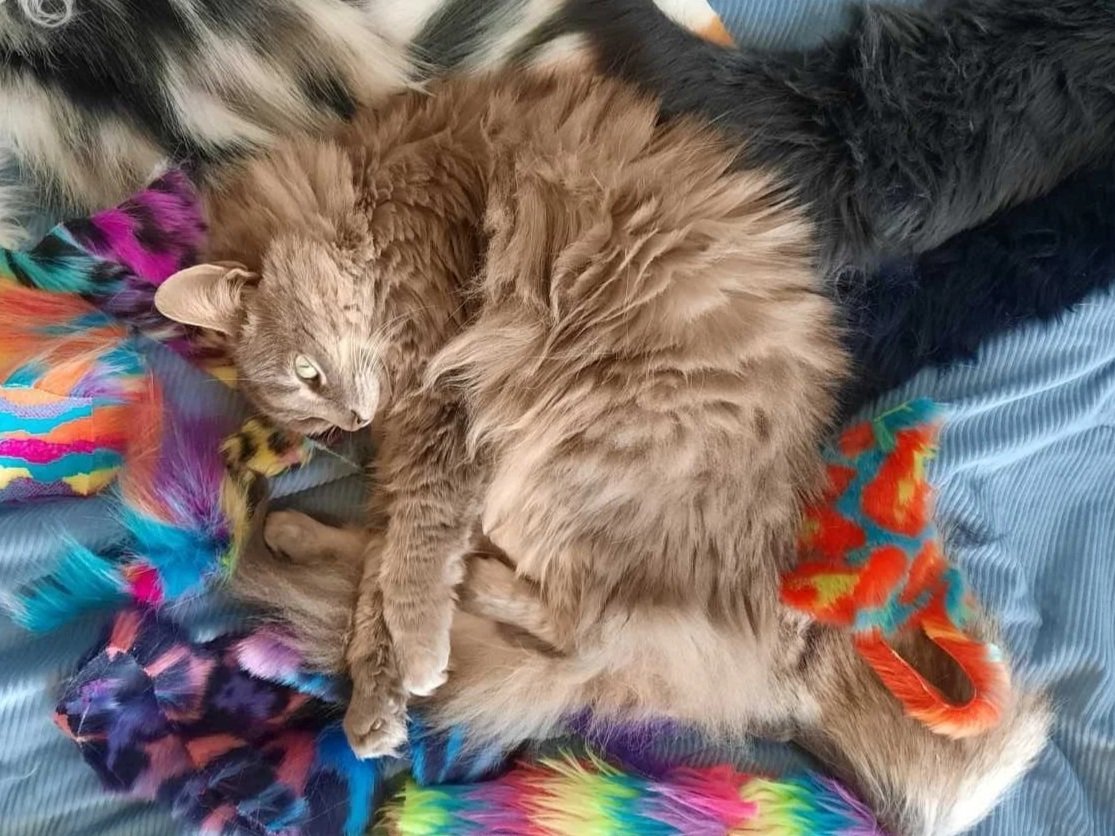 Cinder Floof