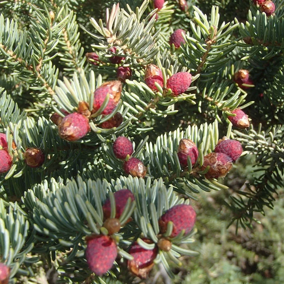 NSF DEB: Boreal tree reproduction