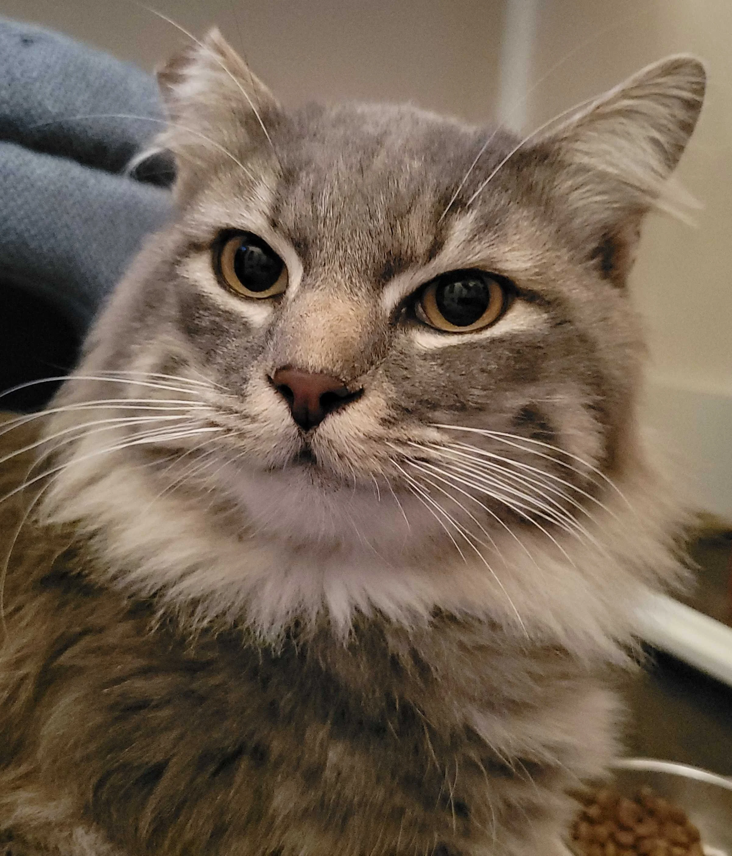Bashir