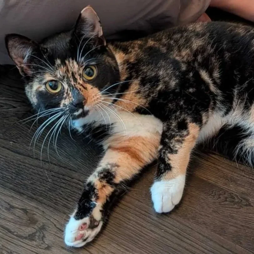 Kira