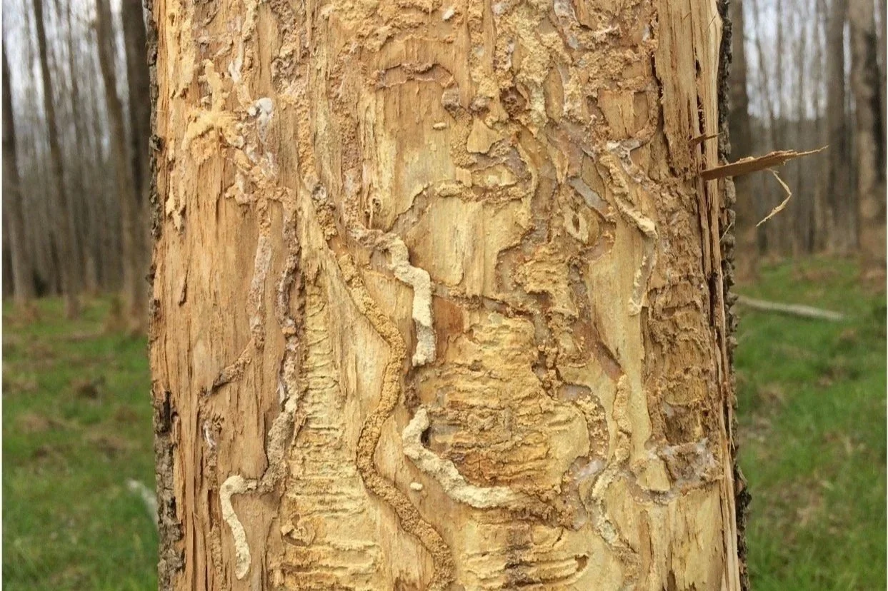 Emerald ash borer spread in the PNW