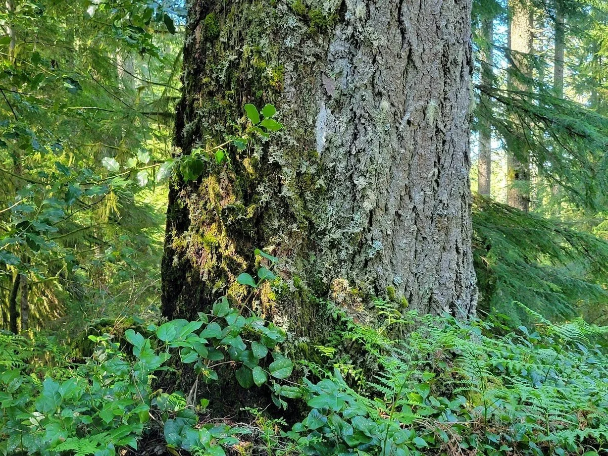 USDA Forest Service: Model comparison of future forest carbon stocks in Oregon 