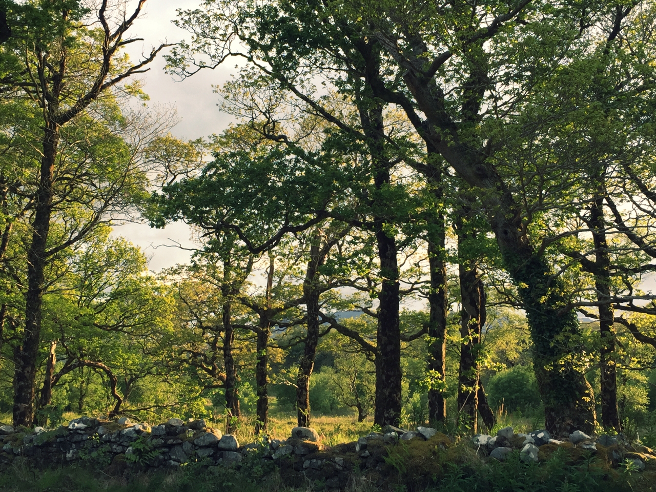 Irish Backgrounds - 1 (5).jpg