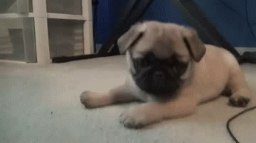 giphy+(28).gif