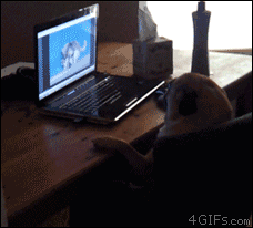 giphy+(29).gif
