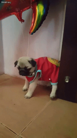 giphy+(31).gif
