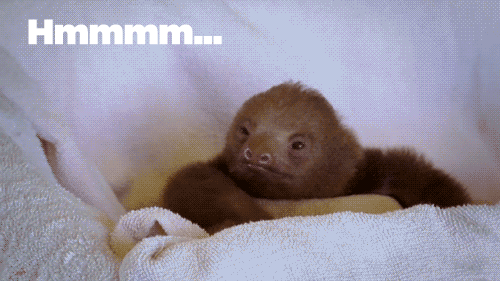 giphy (44).gif