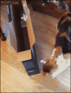 giphy (36).gif