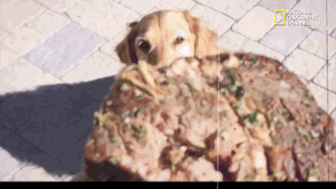 gif1.gif