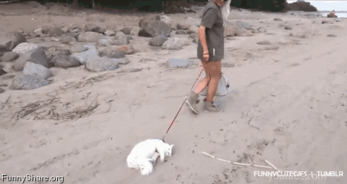 gif1.gif