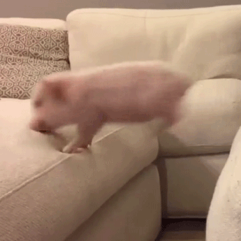 giphy (71).gif