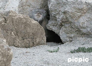 unnamed (1).gif
